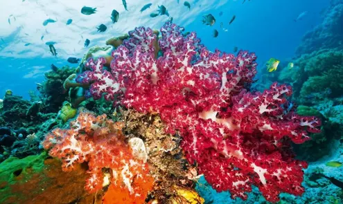 First Dive, First Discovery: Beginner Journeys in the Red Sea
